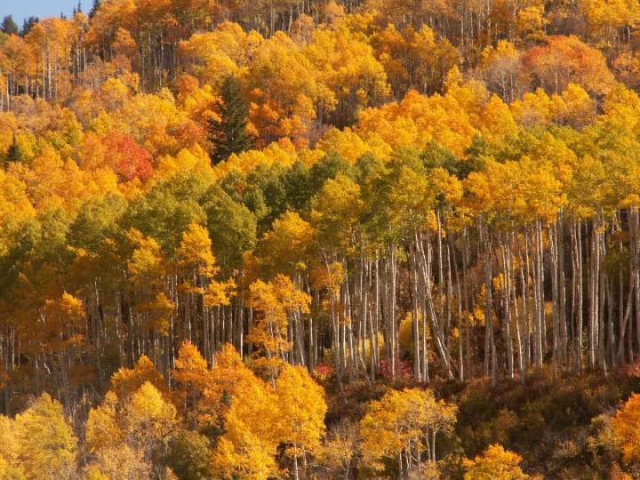 All Aglow: 5 Great Fall Foliage Hikes in the Wasatch - Ogden Made