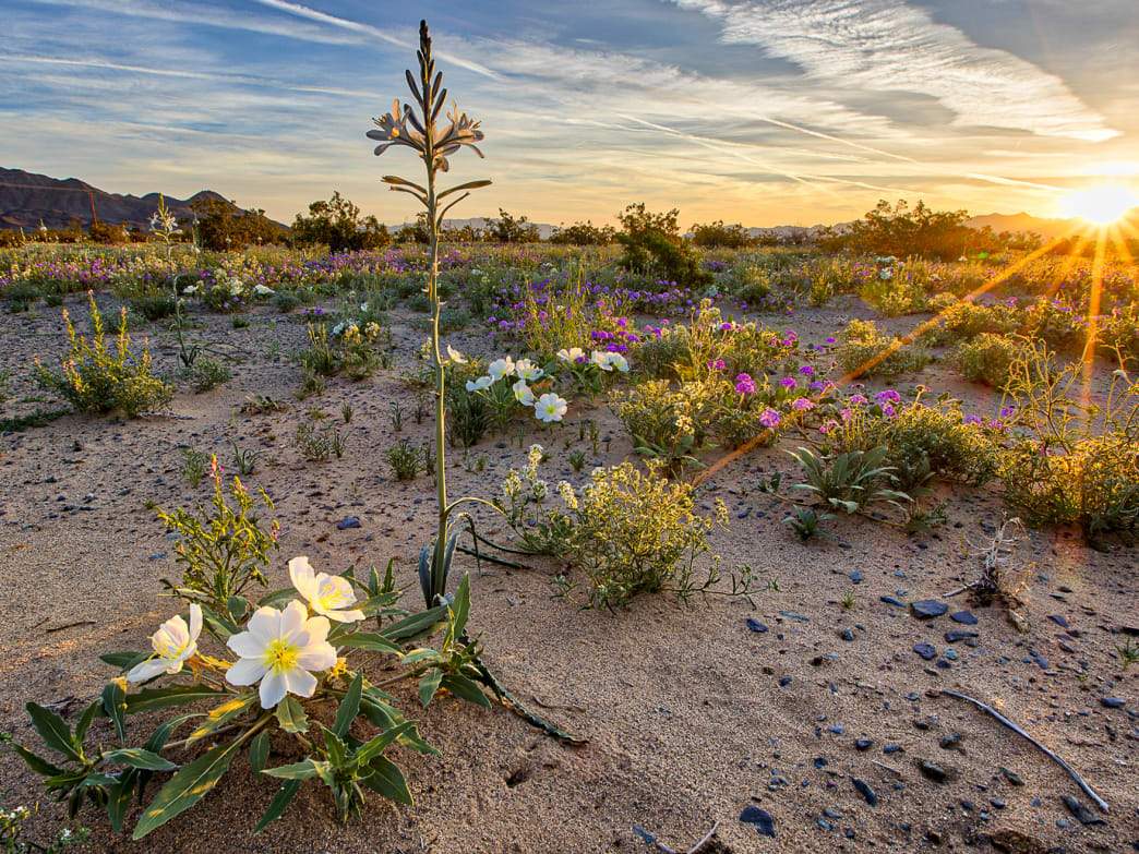 Is Spring Here? Here's How to Tell from Nature's Cues and Clues - Ogden Made